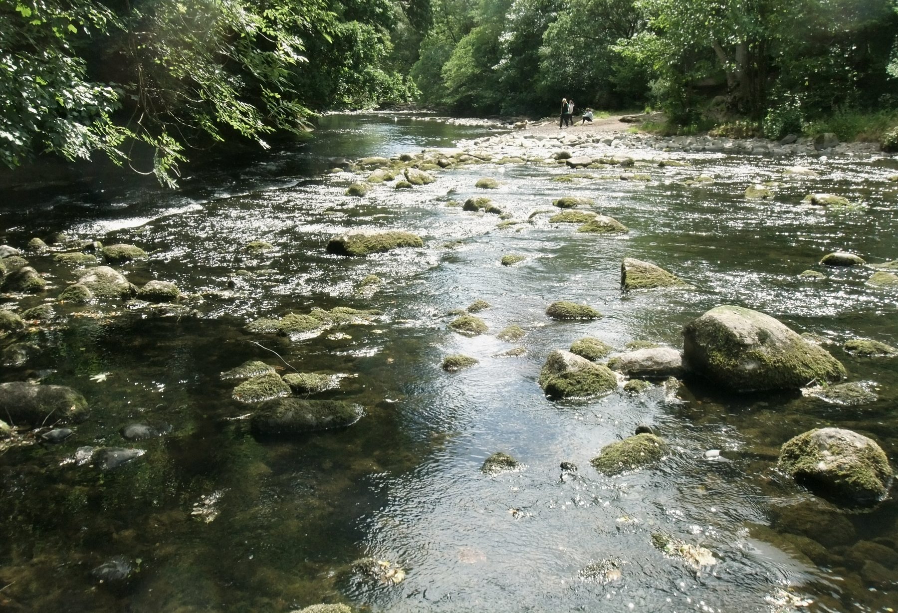 Sunlight on the Allan Water above Bridge of Allan in summer