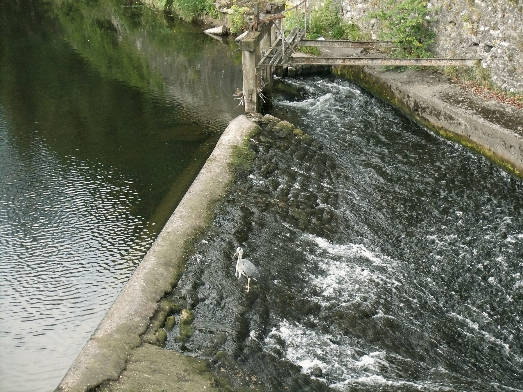A heron standing on the weir at Bridge of Allan