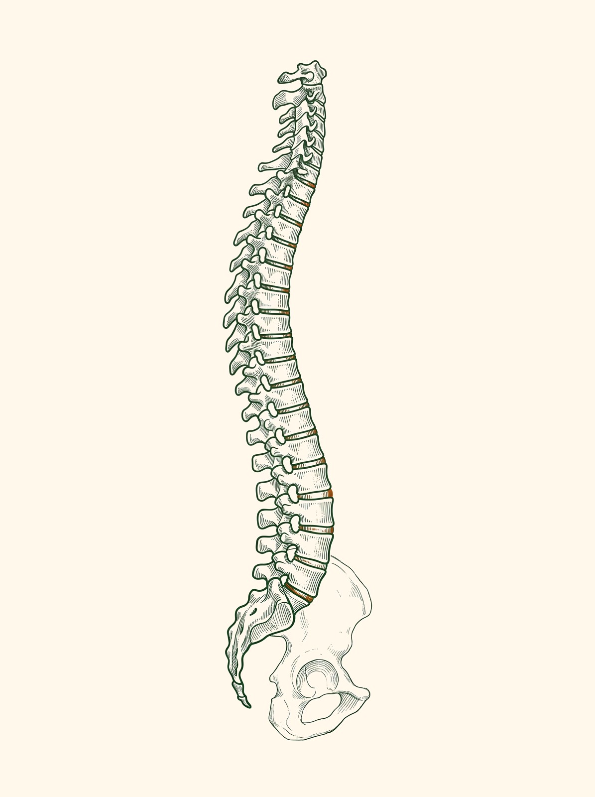 Engraving-style illustration of the human spine