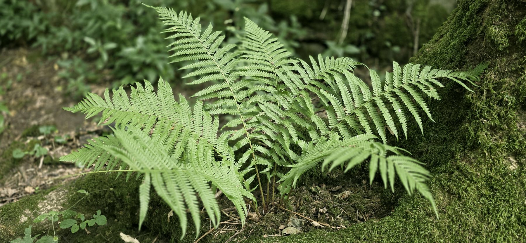 Ferns unfurling in Kippenrait Glen near Bridge of Allan