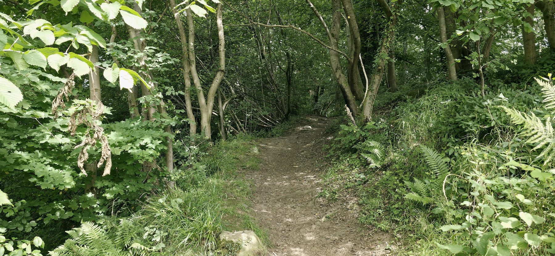 A woodland path through Kippenrait Glen in summer